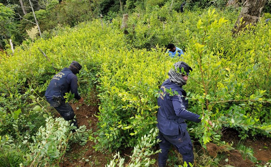 Hallan plantación con 21,000 arbustos de coca en El Paraíso