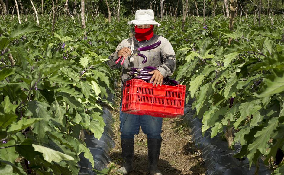 Palmerola, una puerta estratégica al desarrollo de la agroindustria