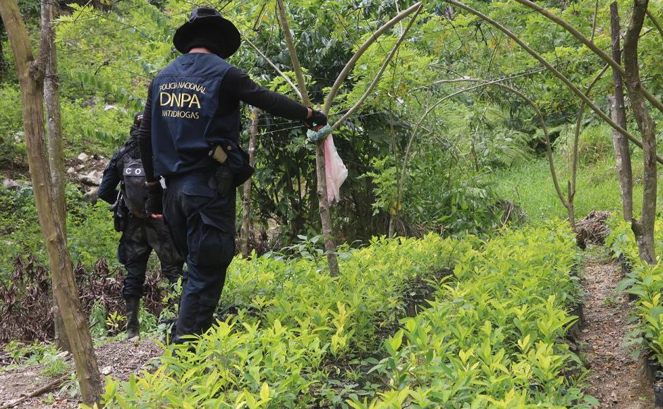 Hallan plantación con 200,000 arbustos de coca en Colón