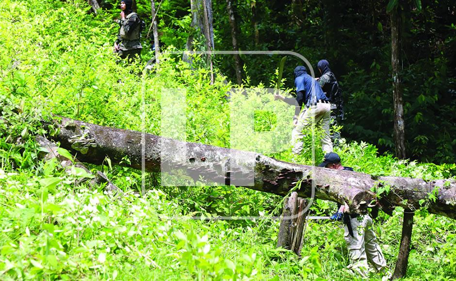 Los grupos de traficantes de droga montan los narcolaboratorios en medio de la vegetación de los bosques para que no sean detectados.
