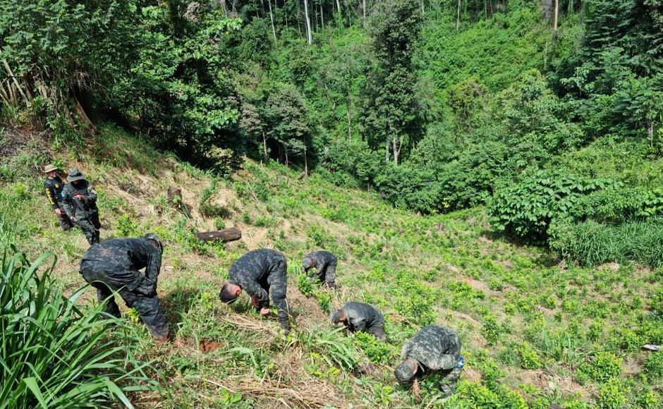 Erradican nueva plantación de 25,000 arbustos de supuestas plantas de coca