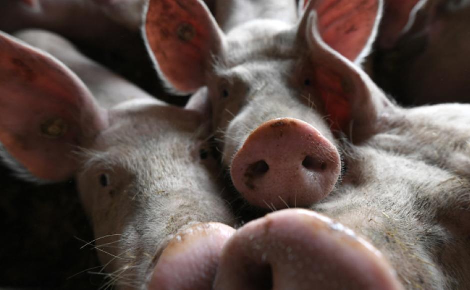 Científicos chinos crean proceso de clonación de cerdos 100 % robotizado