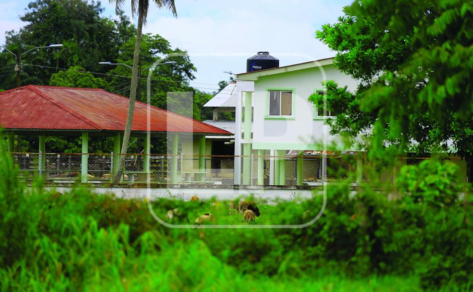 Cuando llegaron a la finca, según relataron a este equipo, estaban con maleza y ellos comenzaron a darles mantenimiento y a sacar un poco de fruta de la parte donde se instalaron, pero con ese tipo de plantación no logran sobrevivir, por lo que tienen que buscar cultivar maíz en otras zonas o buscar otras formas de subsistir mientras termina el conflicto.