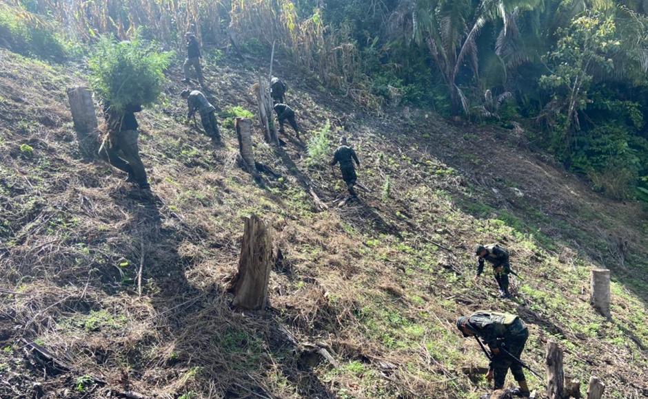 Erradican plantación de marihuana en Tocoa