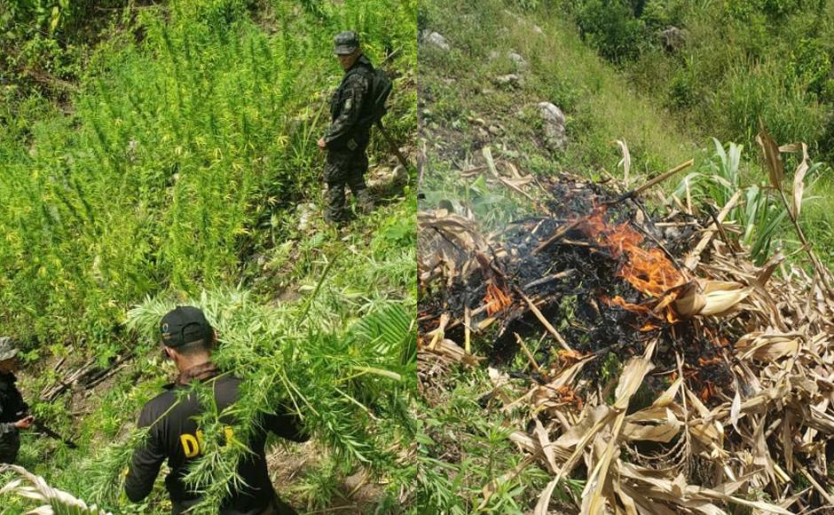Erradican cultivo de 8,000 plantas de marihuana en Tocoa