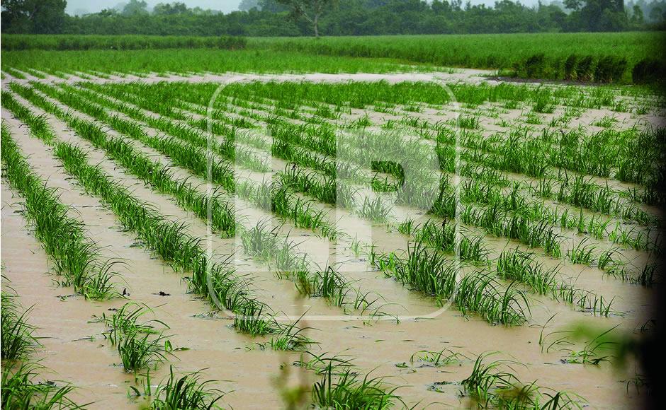 $!Los cultivos ya comenzaron a inundarse al igual que algunas colonias ubicadas en los márgenes de los ríos Ulúa y Chamelecón que amenazan con desbordarse.