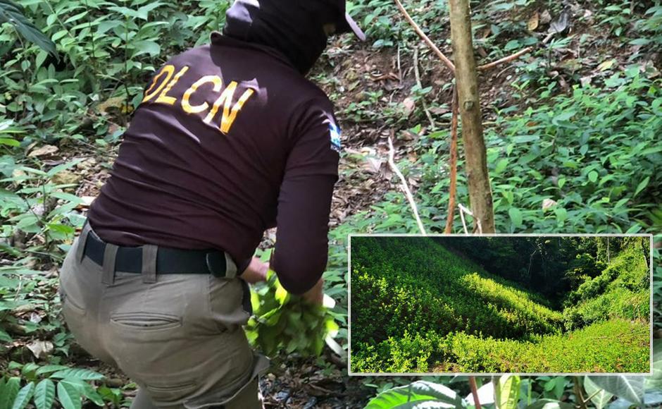Desmantelan masiva plantación de coca en Iriona, Colón