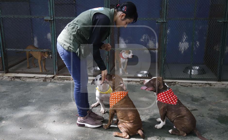 Conor ayuda a otros cachorros pitbull a ser sociables entrando en sus jaulas.