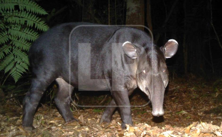 $!Tapir o danto.