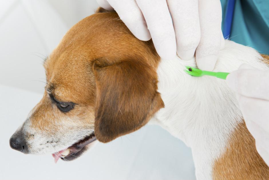 Use guantas y pinzas para extraer las garrapatas de su perro.