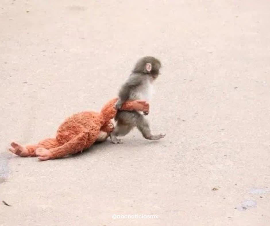 Punch, el macaco japonés que enternece al mundo con su amigo peluche
