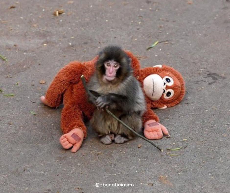 Punch, el macaco japonés que enternece al mundo con su amigo peluche