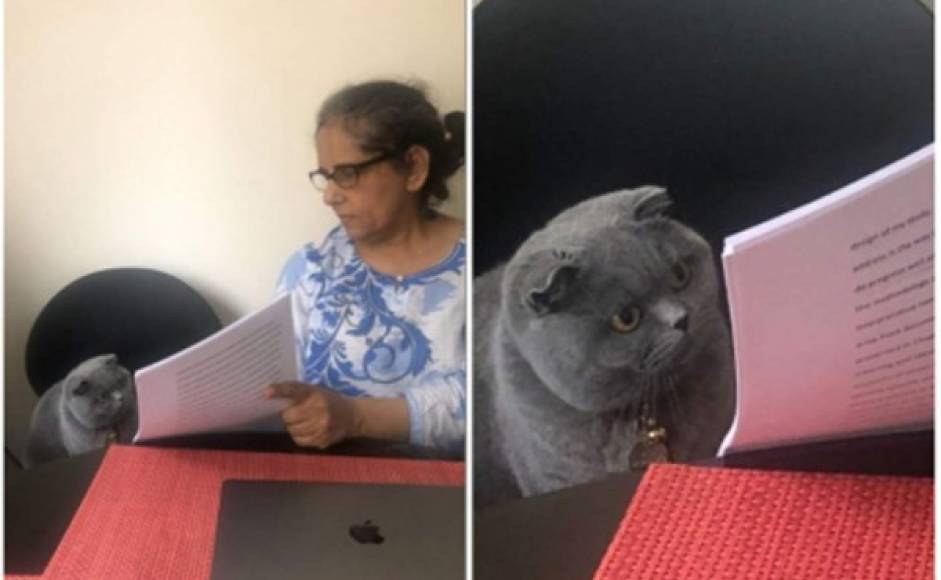 La foto de este gato con expresión de desconcierto siendo corregido por una mujer que parece ser profesora, ha sido lo más viral en las redes sociales las últimas semanas.