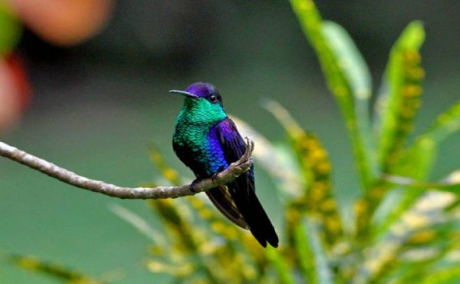La variedad de aves con la que cuenta Pico Bonito, la hacen ser única. Foto: Honduran Birds.