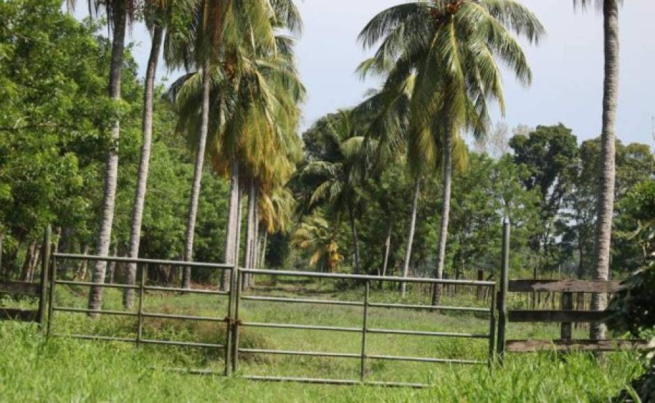 Extensas tierras de cultivo de palma y haciendas forman parte de los bienes que les incautaron en las operaciones en Colón.