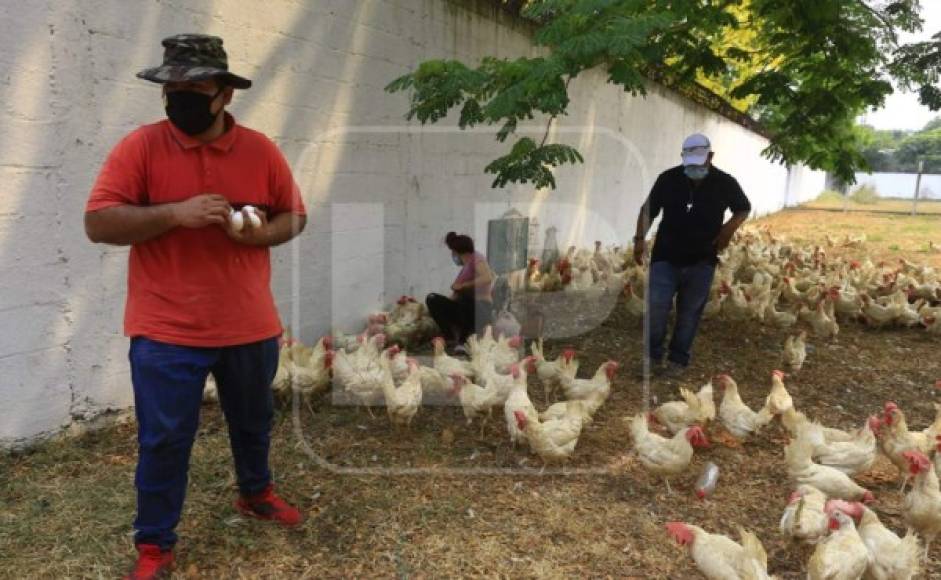 Los empleados de Power Chicken también se unieron en el orden de la entrega de las gallinas; unos hasta recibieron huevos.