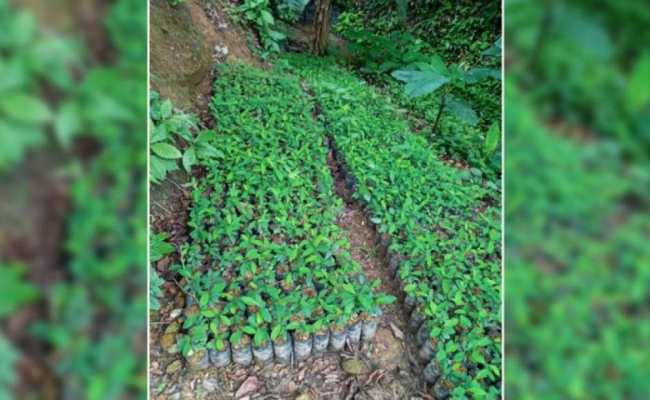 Incluso en el lugar se hallaron viveros con cientos de plantas de hoja de coca en bolsitas.