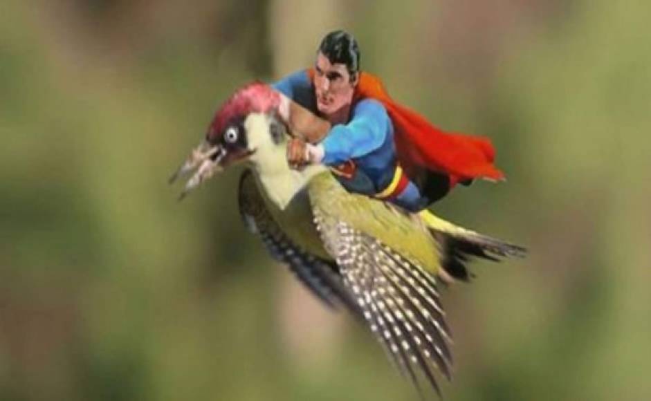 Superman sobre el pájaro carpintero