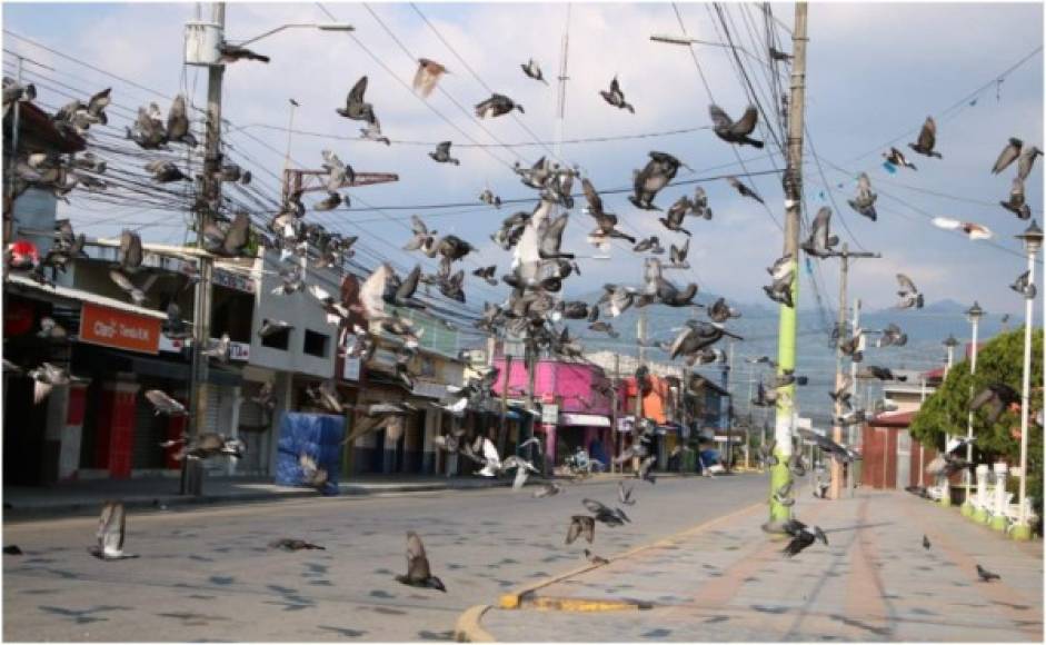 Varias palomas buscan alimento en las calles vacías.