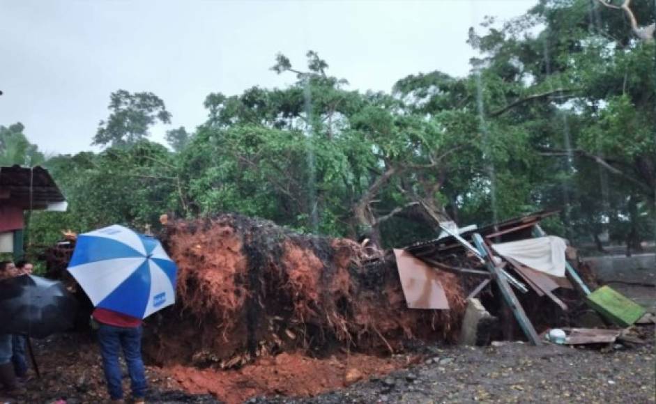 Interrumpido el paso entre las ciudades de Tela y La Ceiba. Ráfaga de viento derribó tres árboles a orillas de la CA-13, en el sector El Pino, El Porvenir, Atlántida.