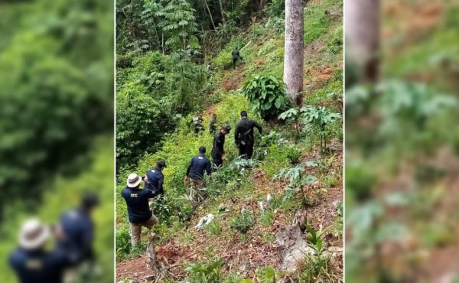 Las autoridades de Honduras calculan que en la zona habían cultivada más de 30,000 plantas de hoja de coca, las cuales fueron destruidas.