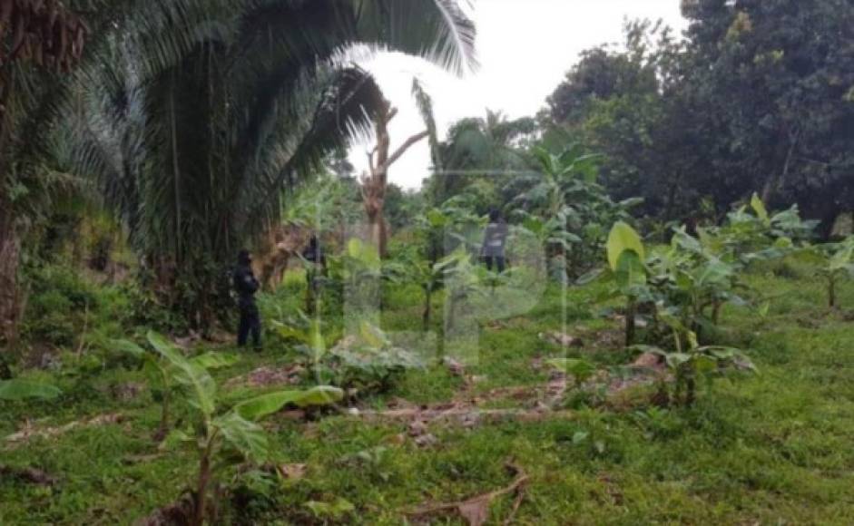 La Unidad Antisecuestros en fecha 3 de marzo logró localizar el cuerpo de la víctima en una fosa clandestina, exactamente en una plantación de banano ubicada en la colonia Sinaí de La Ceiba.