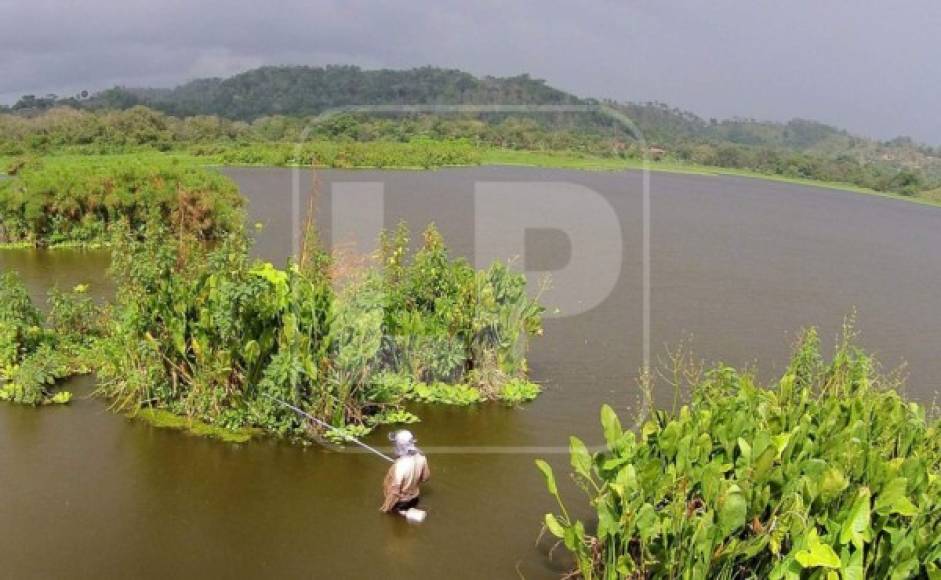 Así se miraba la laguna de Jucutuma cuando la lechuga comenzaba ganar terreno.