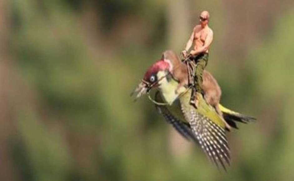 Vladimir Putin sobre el pájaro carpintero