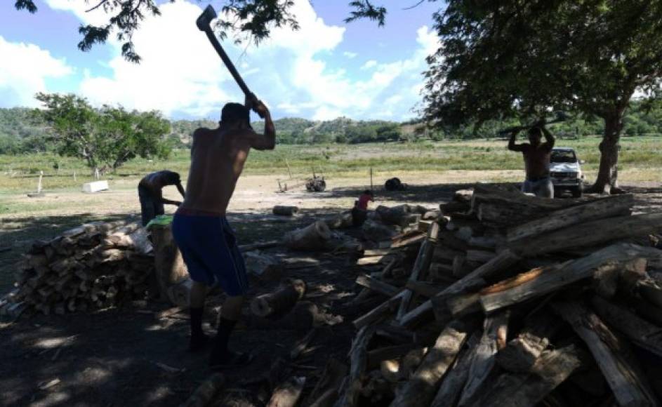 Hombres cortan leña en la Laguna seca de Jucutuma. AFP