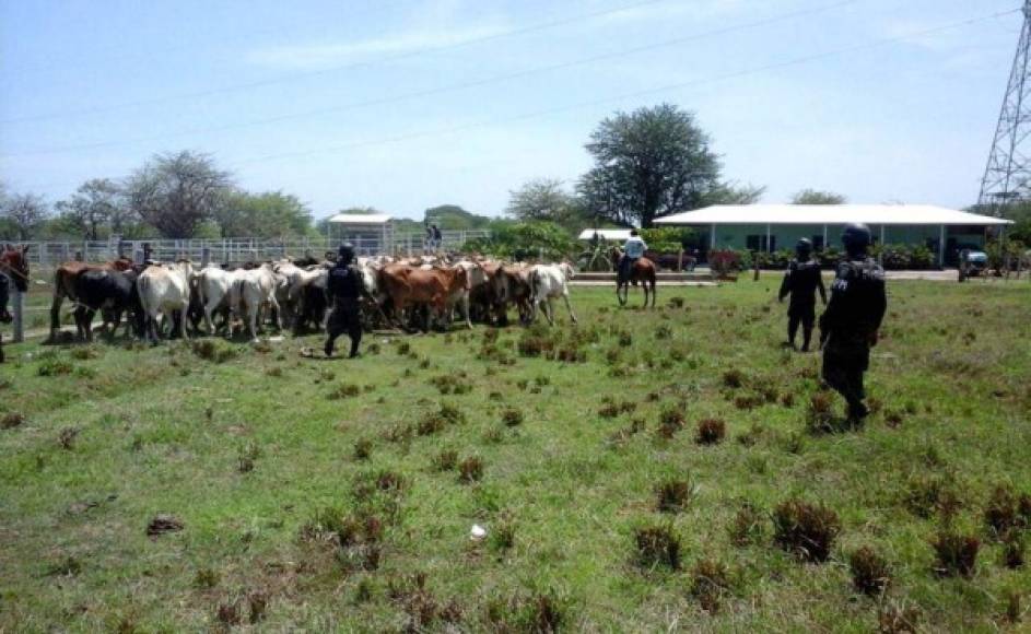 Cabezas de ganado formaban parte de lo asegurado.