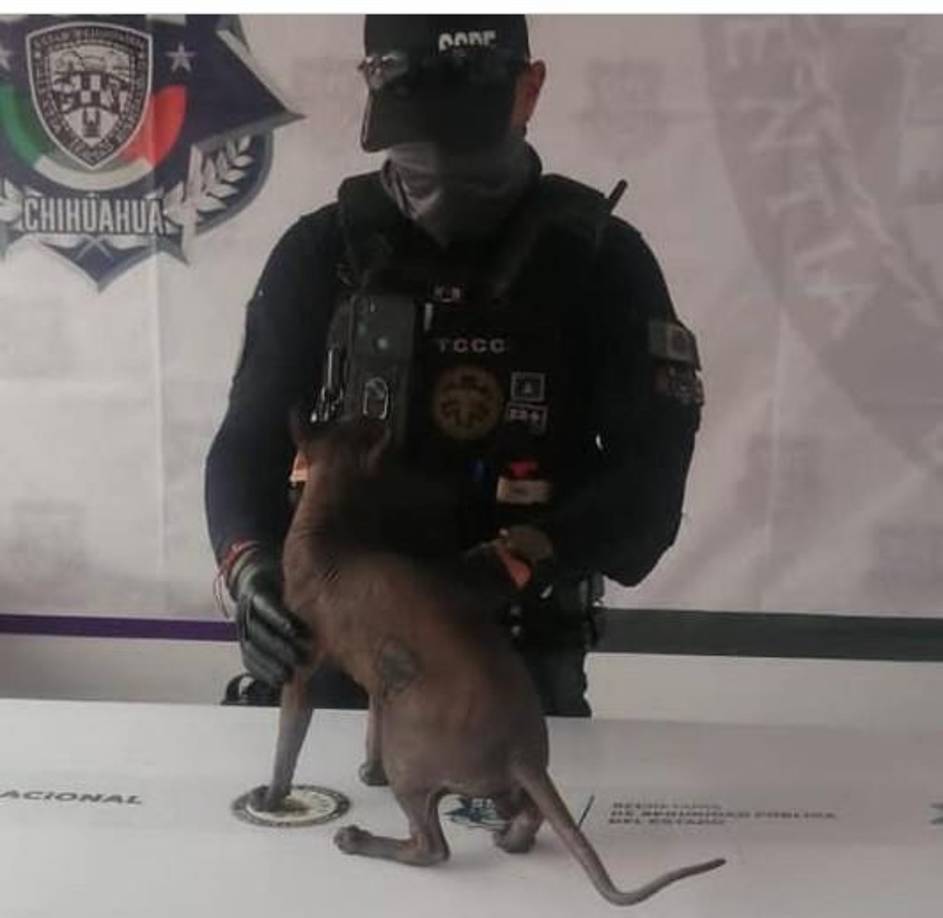 Lo más preocupante es que al arribar los elementos adscritos al Grupo K-9, se percataron de que la piel del animal estaba tatuada con diversos símbolos, uno de ellos con la leyenda “Hecho en México” y un águila que es alusiva al Cártel de la droga de “Los Mexicles”, que opera en dicha localidad.