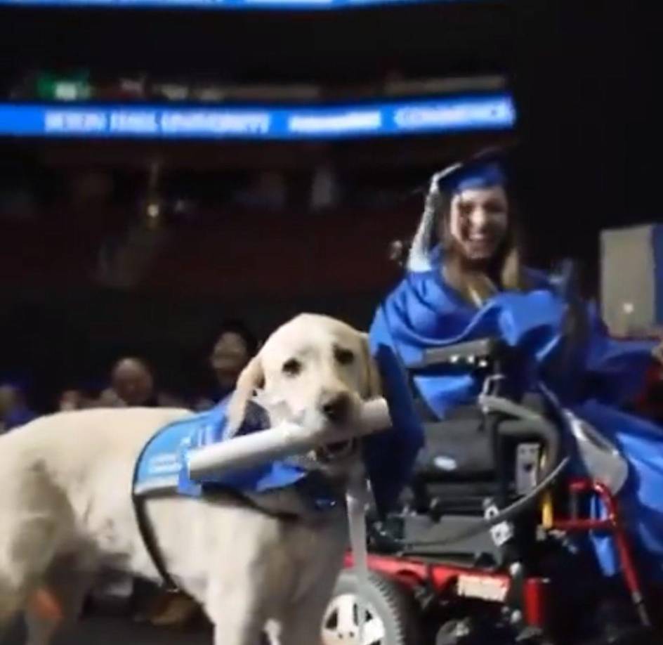 Los perros de asistencia son animales que permiten que las personas con discapacidad tengan mayor autonomía y tengan una vida más independiente. Entre ellos, se incluyen perros que están entrenados para ayudar a personas ciegas o con discapacidad visual, a moverse de forma más segura e independiente.