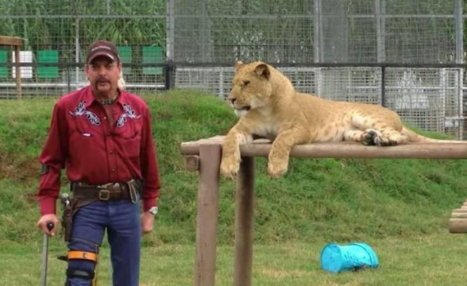 Los leones y, principalmente los tigres, que se ven en la docuserie son mostrados como figuras tan majestuosas como tristes, mientras que en el centro de Joe Exotic aparece como un 'roadside zoo', una especie de zoológico de mala muerte en el que los visitantes pueden ver a los animales desde sus vehículos.<br/>