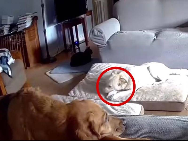 El perro mordió la batería de iones de litio y esta explotó, desatando el incendio en la vivienda.