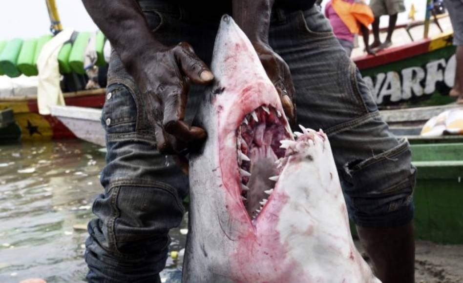 FAUNA. Pescan temible tiburón. Un pescador muestra la boca de un tiburón en el puerto pesquero en Abobo Doumé, Abiyán, Costa de Marfil. Foto: AFP/Sia Kambou
