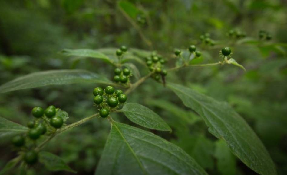 En Celaque los turistas descubren numerosas plantas.