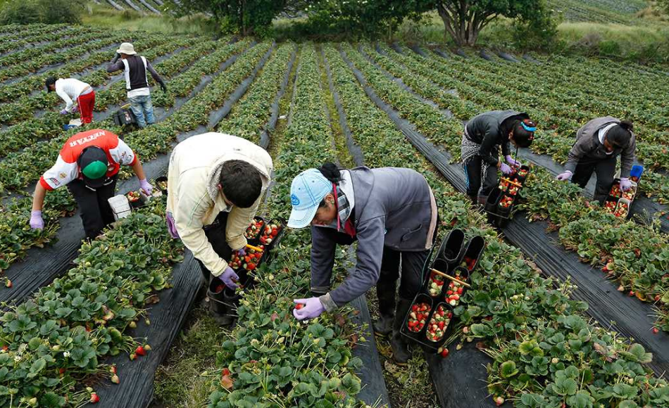 Inquietud y precios altos en la agricultura mundial tras dos meses de guerra