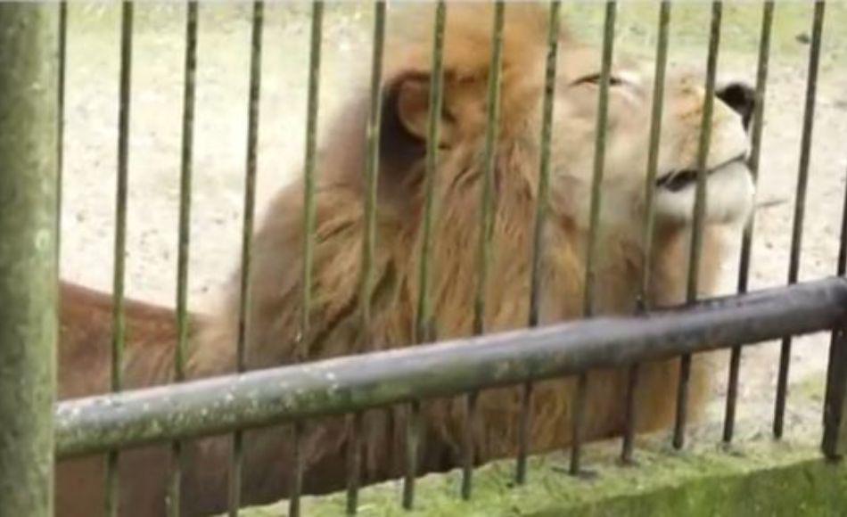 ¿Quién es Simba, el león que mordió a un hombre en zoológico de Tegucigalpa?