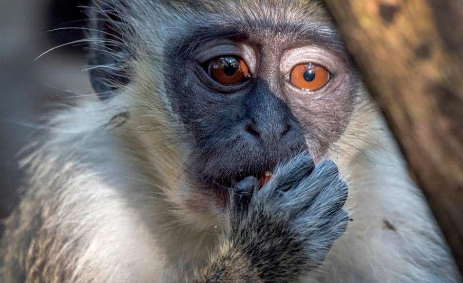 Esta colonia de monos sociables e inteligentes nunca se han mostrado agresivos con los humanos.