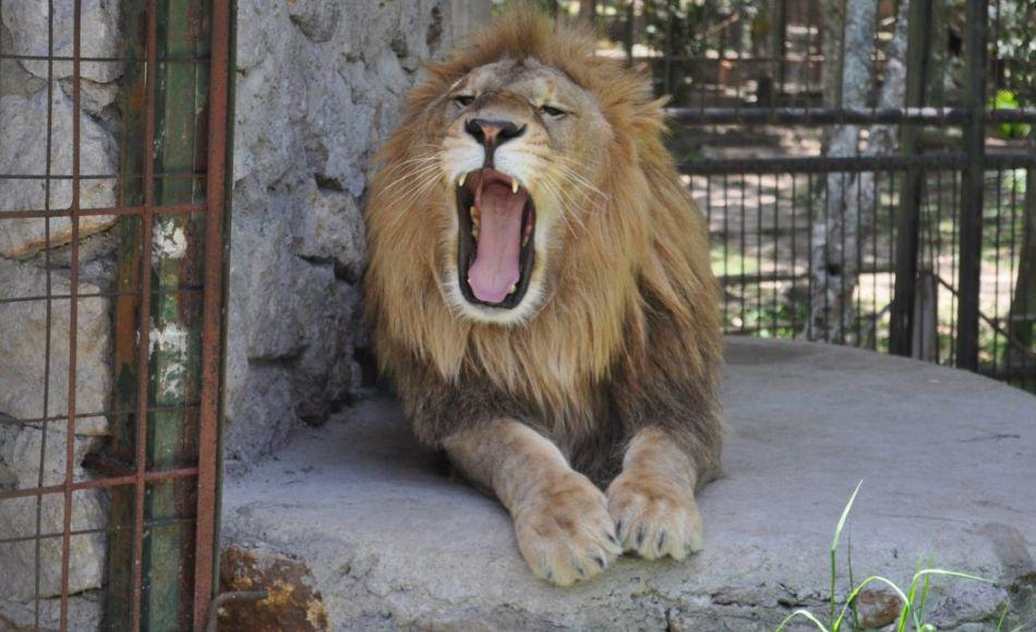 ¿Quién es Simba, el león que mordió a un hombre en zoológico de Tegucigalpa?