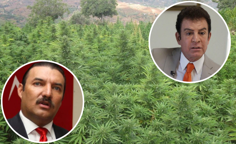 Rasel Tomé invita a Nasralla a presentar a presidenta propuesta de siembra de cannabis