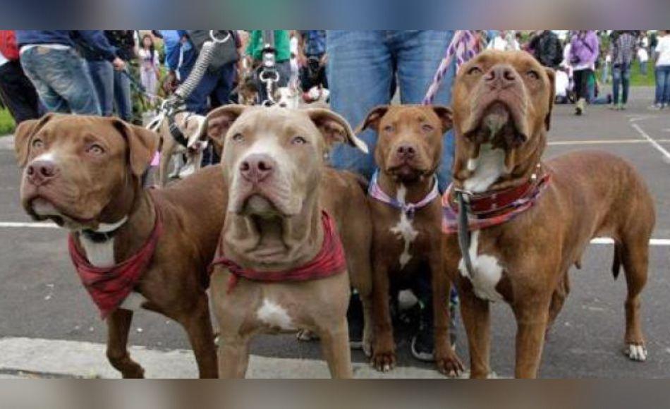 Convocan a marcha por la no prohibición de razas de perros en Honduras