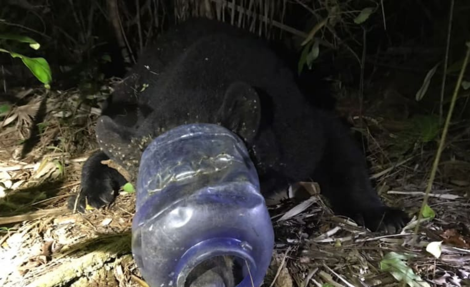 VIDEO: Liberan a oso de envase plástico que llevó un mes encajado en la cabeza