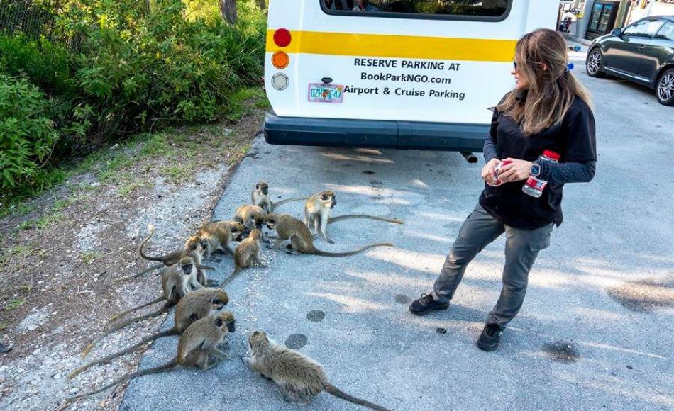 Son, sin duda, celebridades locales y los primates más consentidos del estado de Florida, tan riguroso en la eliminación o captura de especies no nativas o invasoras.