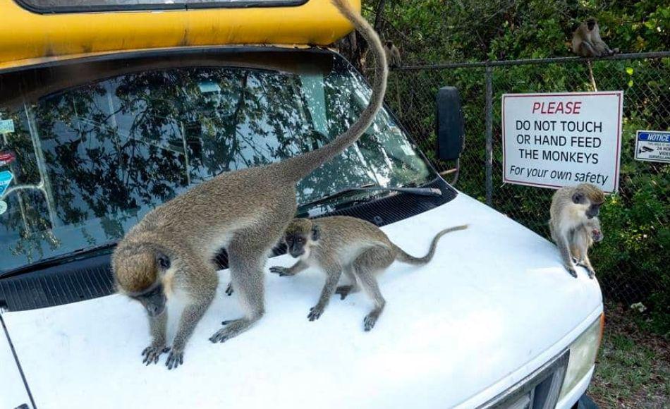 El clan de monos que se apoderó de un aparcamiento en Florida