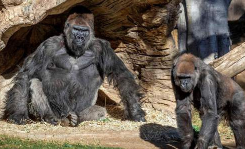 Gorilas de un zoológico en tratamiento por covid-19 en EEUU
