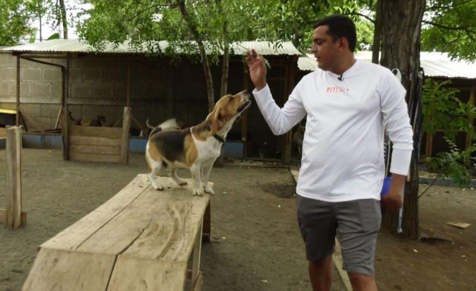 En Nicaragua una escuela ayuda a perros con problemas de socialización