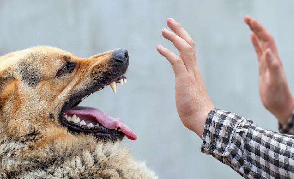 ¿Cómo reaccionar al ser atacado por un perro? Pasos que podrían salvar su vida