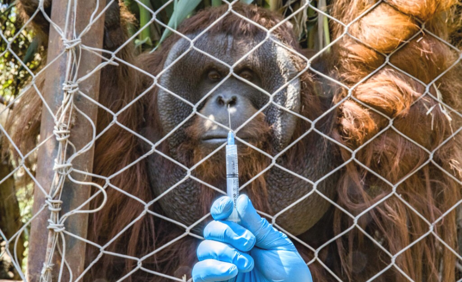 Zoológico en Chile comienza a vacunar a animales contra el covid-19