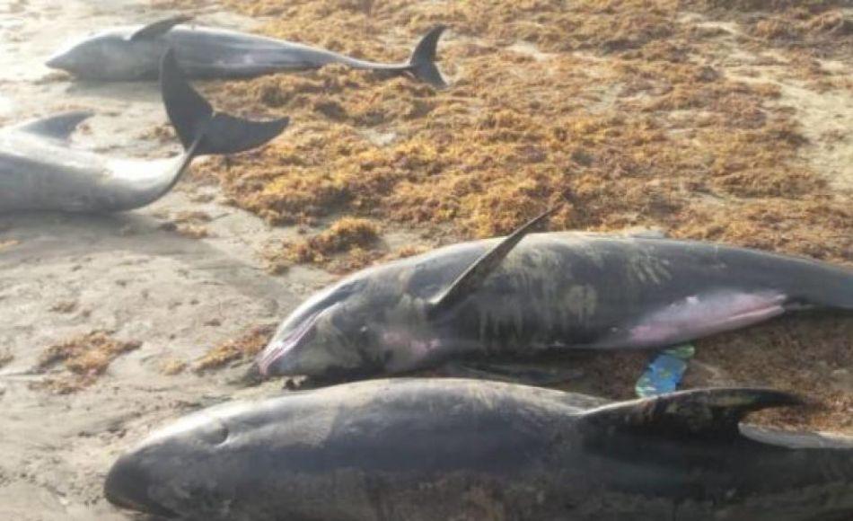 Al menos tres mil delfines mueren en el Mar Negro por la guerra